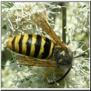 Dolichovespula saxonica -Saechsische Wespe 06.jpg